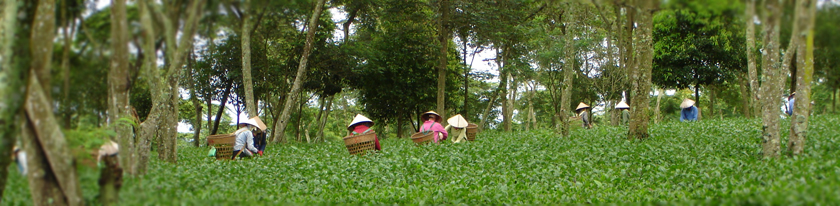 Vườn-trà-Olong-Đông-sơn