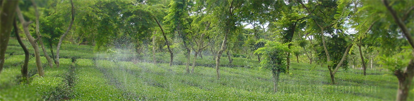 Tưới-trà-Olong-Đông-sơn