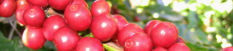 Cà phê Arabica của Đông sơn