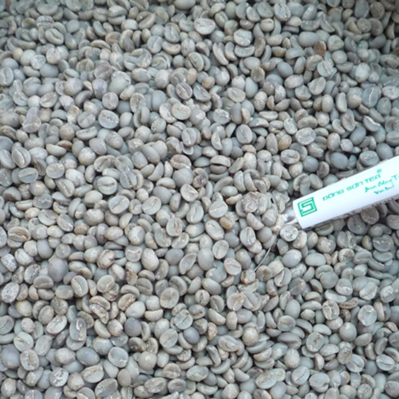 Cà phê Arabica nhân sống