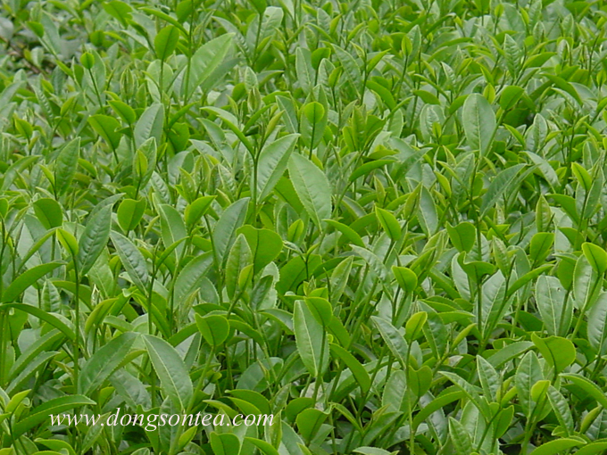 Vườn trà olong Đất Việt sắp cho hái
