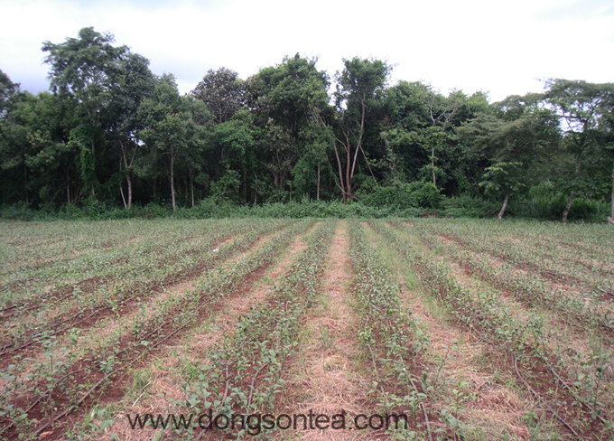 Vườn trà Olong trồng mới một năm