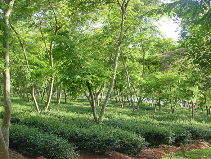 Vườn trà Olong trồng nhiều cây che bóng mát