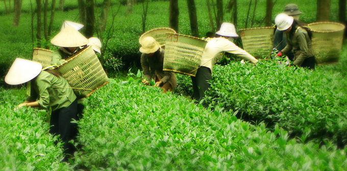 Những búp trà olong Đất việt được tuyển chọn và hái bằng tay Những búp trà olong Đất việt được tuyển chọn và hái bằng tay